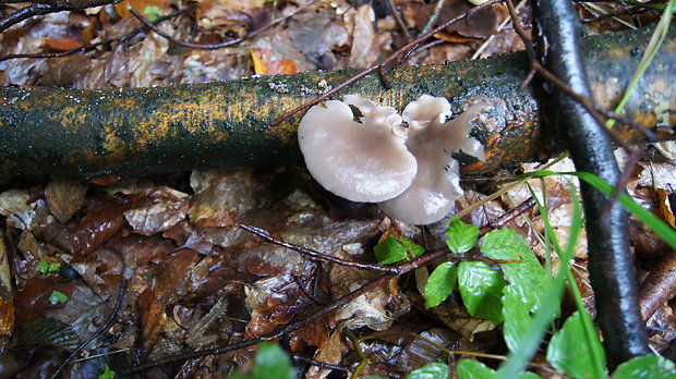 hliva buková Pleurotus pulmonarius (Fr.) Quél.