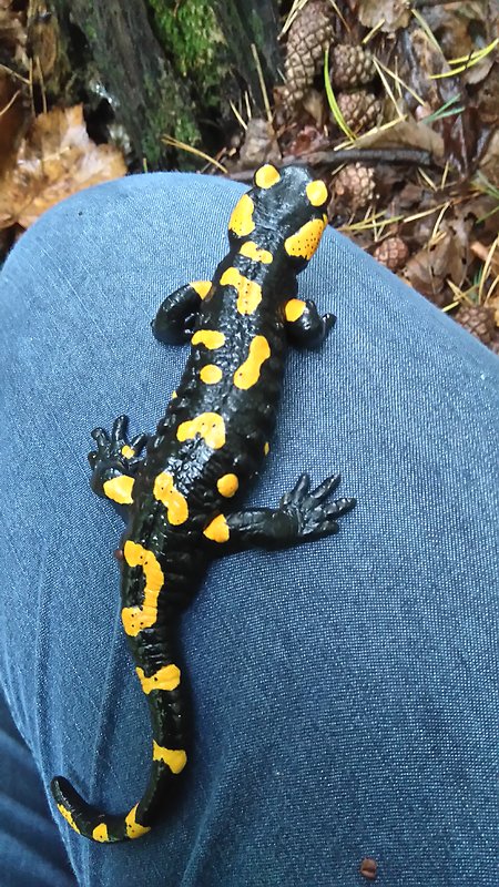 salamandra škvrnitá Salamandra salamandra