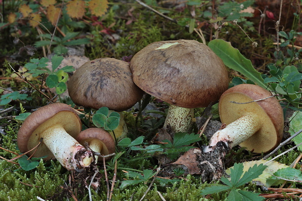 masliak kopcový Suillus collinitus (Fr.) Kuntze