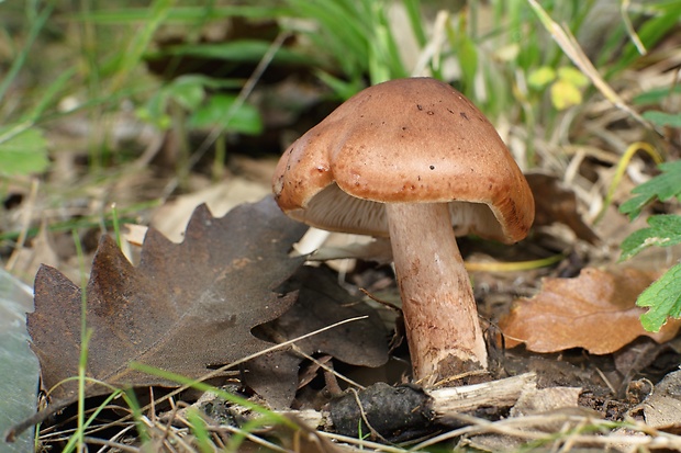 čírovka slizká Tricholoma ustaloides Romagn.