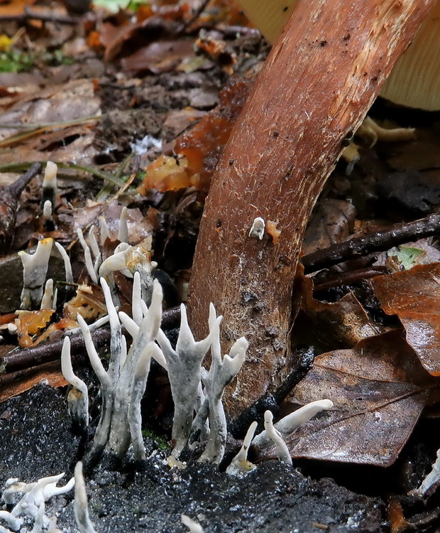 drevnatec Xylaria sp.