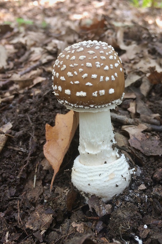 muchotrávka tigrovaná Amanita pantherina (DC.) Krombh.