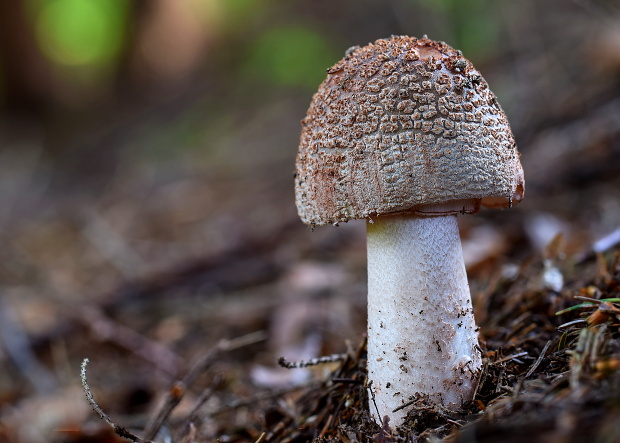 muchotrávka červenkastá Amanita rubescens Pers.