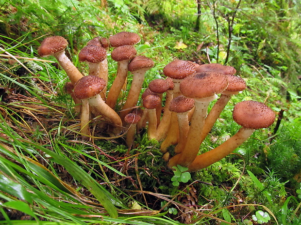 podpňovka tmavá Armillaria ostoyae (Romagn.) Herink