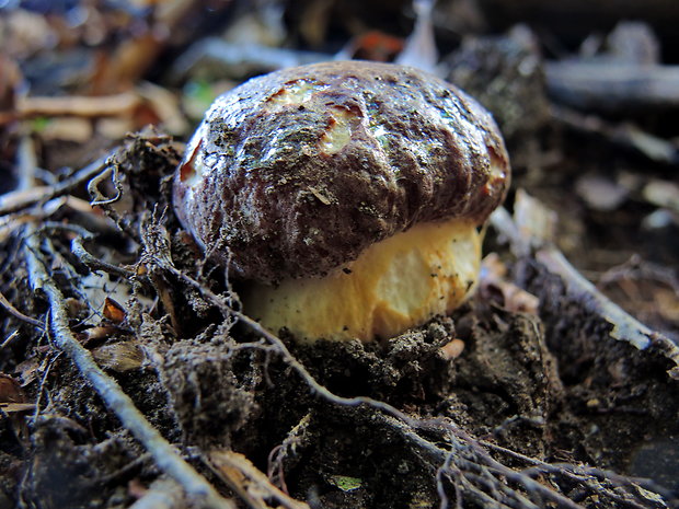 hríb bronzový Boletus aereus Bull. ex Fr.