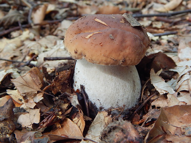 hríb smrekový Boletus edulis Bull.