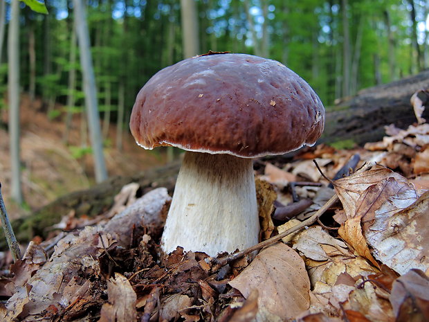 hríb smrekový Boletus edulis Bull.