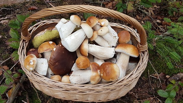 hríb smrekový Boletus edulis Bull.