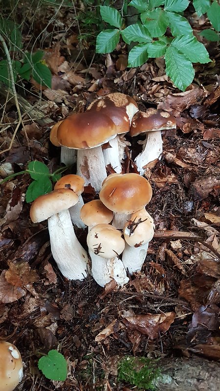 hríb smrekový Boletus edulis Bull.