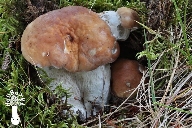 hríb smrekový Boletus edulis Bull.