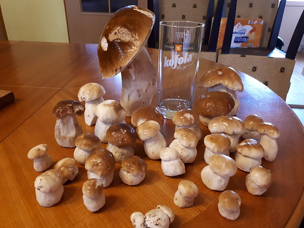 hríb Boletus sp.