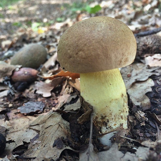 hríb príveskatý Butyriboletus appendiculatus (Schaeff. ex Fr.) Secr.