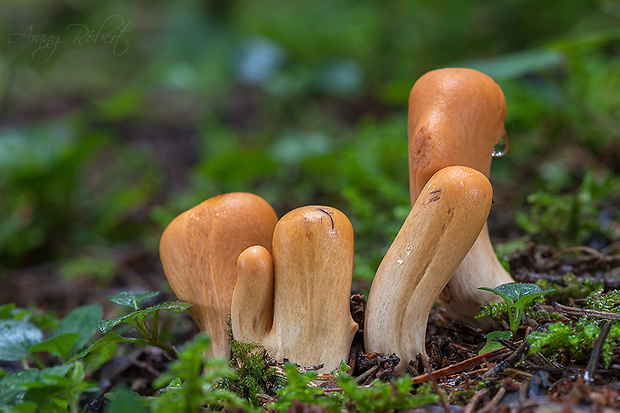 kyjak useknutý Clavariadelphus truncatus Donk