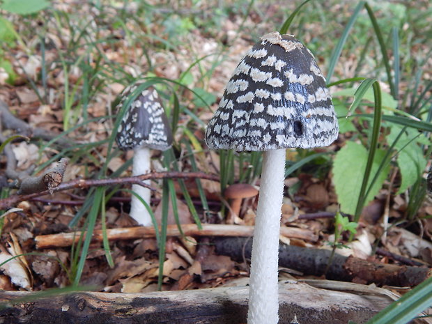 hnojník strakatý Coprinopsis picacea (Bull.) Redhead, Vilgalys & Moncalvo