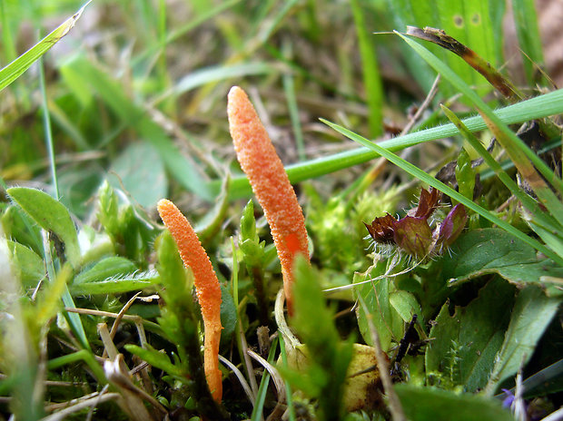 žezlovka hmyzová Cordyceps militaris (Fr.) Link