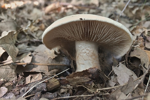 pavučinovec Cortinarius sp.