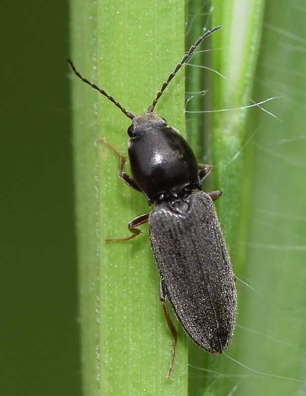 kováčik Dicronychus equiseti cf. (Herbst, 1784)