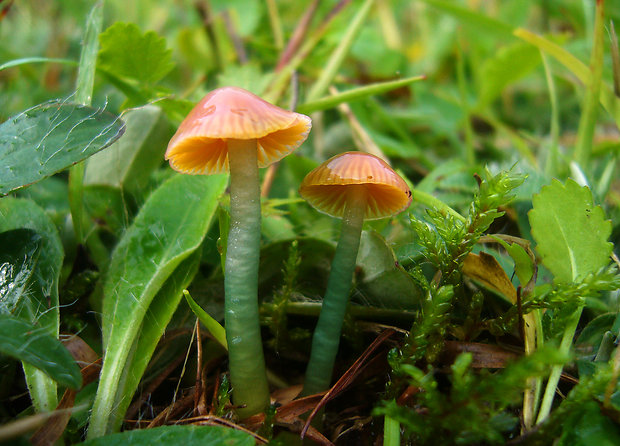 lúčnica žltozelená Gliophorus psittacinus (Schaeff.) Herink