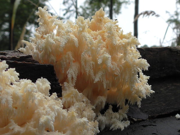 koralovec bukový Hericium coralloides (Scop.) Pers.