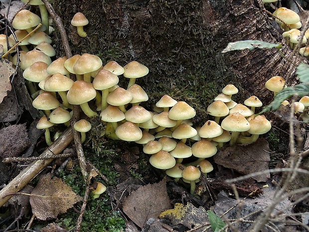 strapcovka zväzkovitá Hypholoma fasciculare (Huds.) P. Kumm.