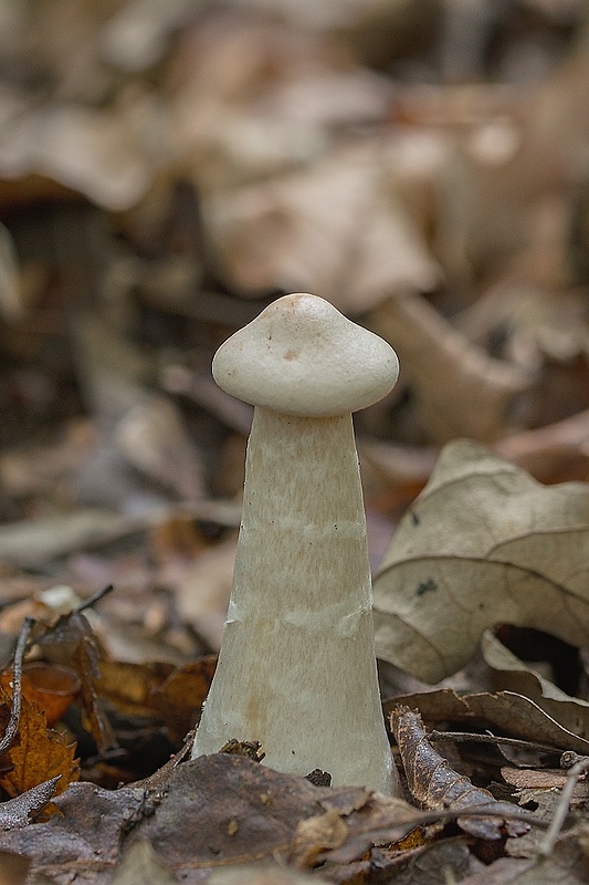 strmuľka veľká Infundibulicybe geotropa (Bull.) Harmaja