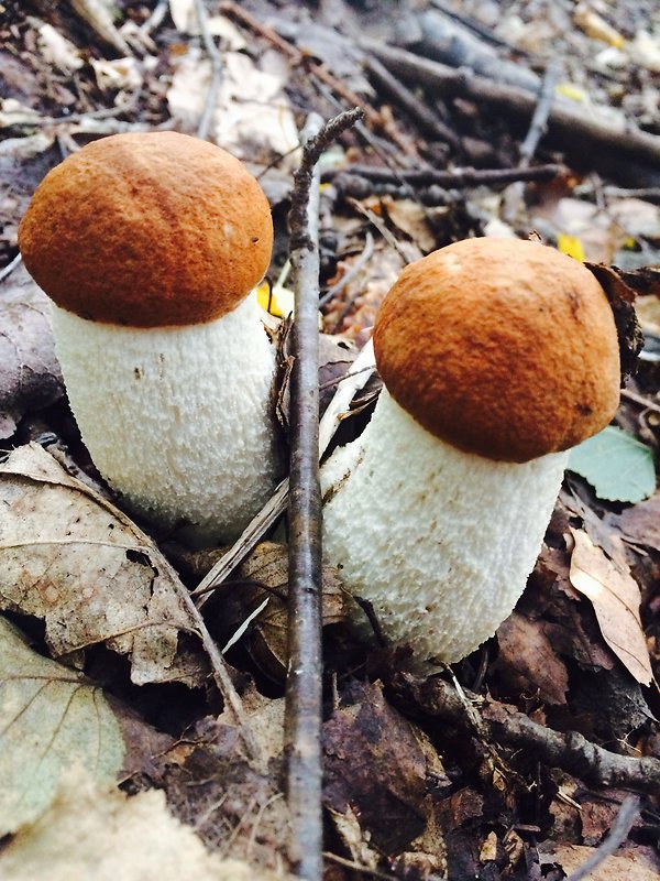 kozák osikový Leccinum albostipitatum den Bakker & Noordel.