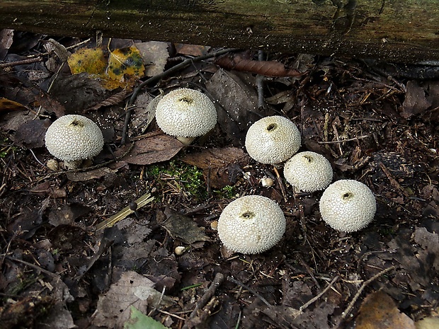 prášnica Lycoperdon sp.