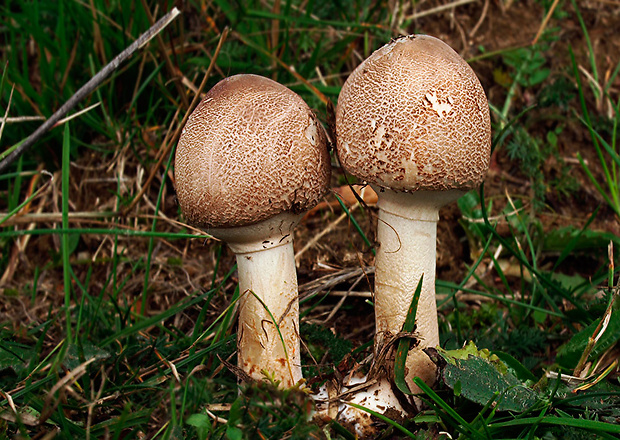 bedľa štíhla Macrolepiota mastoidea (Fr.) Singer