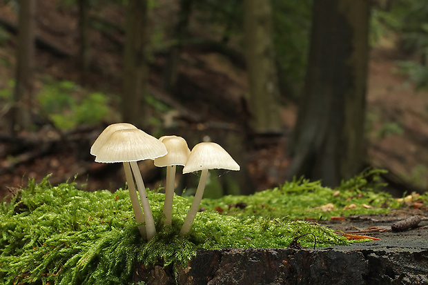 prilbička Mycena sp.