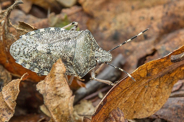 bzdocha sivastá Rhaphigaster nebulosa