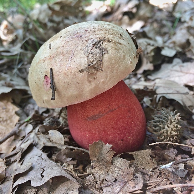 hríb satanský Rubroboletus satanas f. satanas (Lenz) Kuan Zhao & Zhu L. Yang