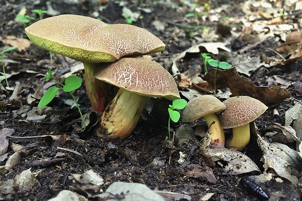 suchohríb žltomäsový Xerocomellus chrysenteron (Bull.) Šutara