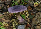 pavučinovec fialový
