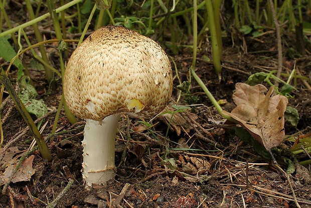 pečiarka obrovská Agaricus augustus Fr.