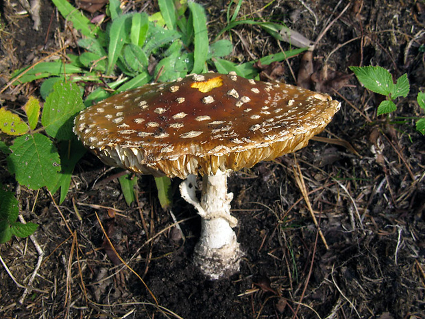 muchotrávka červená Amanita muscaria (L.) Lam.