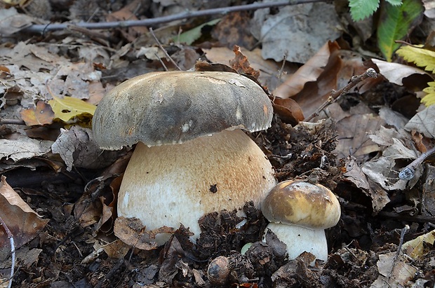 hríb bronzový Boletus aereus Bull. ex Fr.