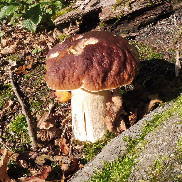 hríb smrekový Boletus edulis Bull.