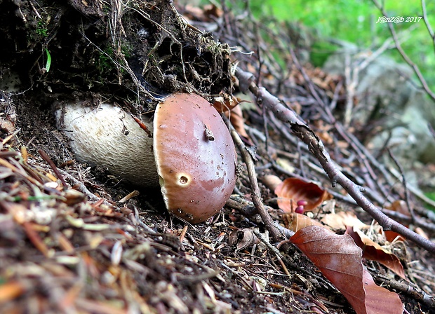 hríb smrekový Boletus edulis Bull.