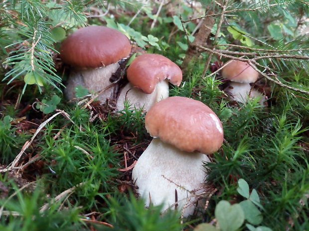 hríb smrekový Boletus edulis Bull.