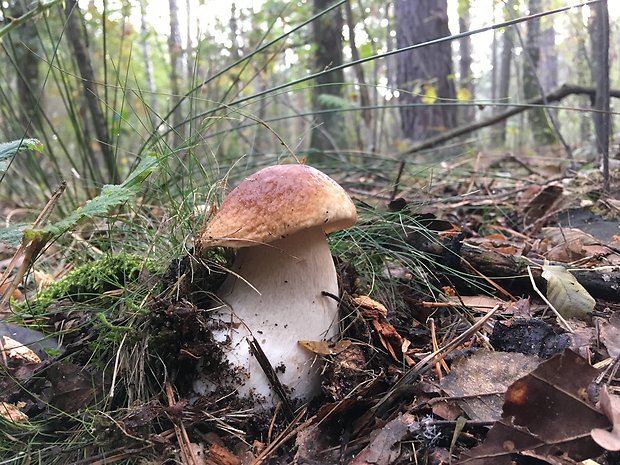 hríb smrekový Boletus edulis Bull.