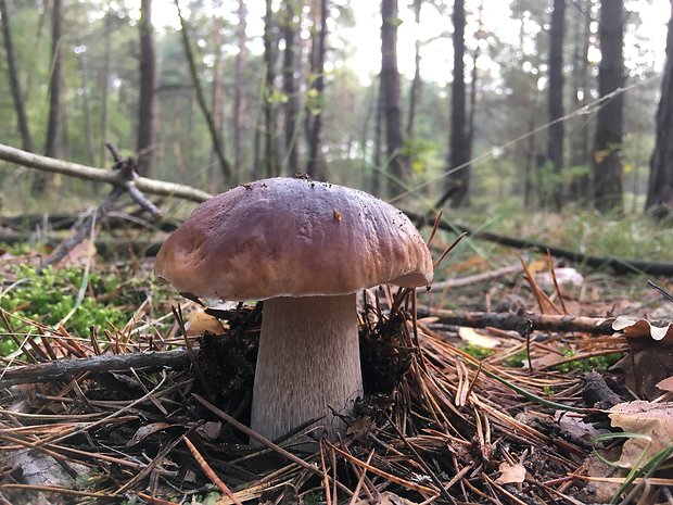 hríb smrekový Boletus edulis Bull.