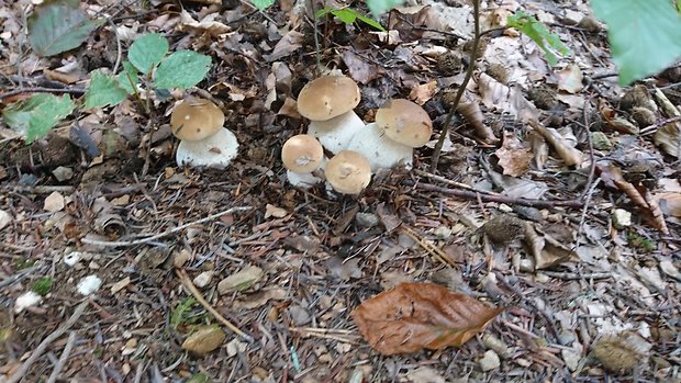 hríb dubový Boletus reticulatus Schaeff.