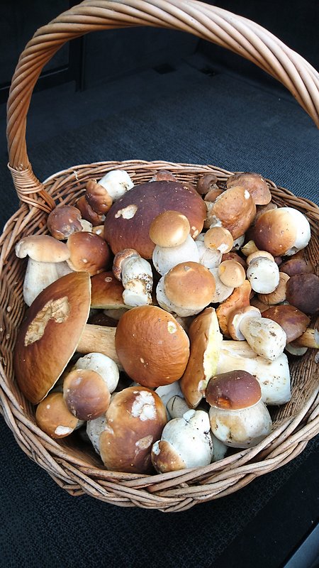 hríb dubový Boletus reticulatus Schaeff.