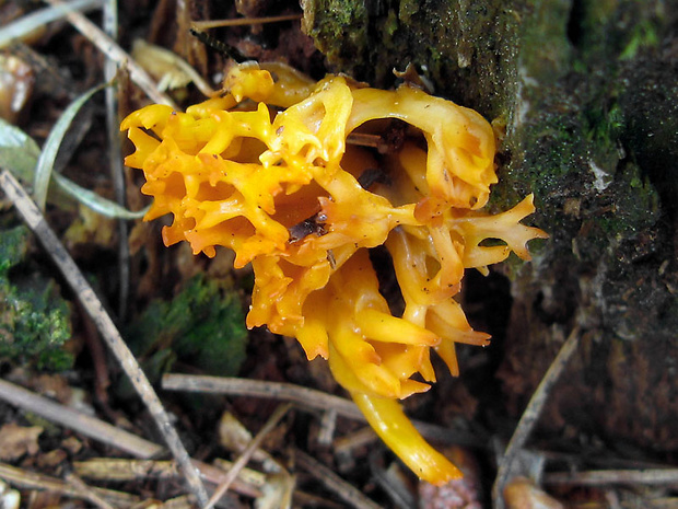 parôžkovec lepkavý Calocera viscosa (Pers.) Fr.