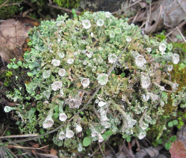 dutohlávka pohárikovitá Cladonia pyxidata (L.) Hoffm.