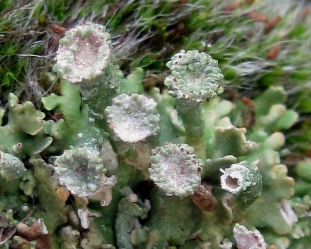 dutohlávka pohárikovitá Cladonia pyxidata (L.) Hoffm.