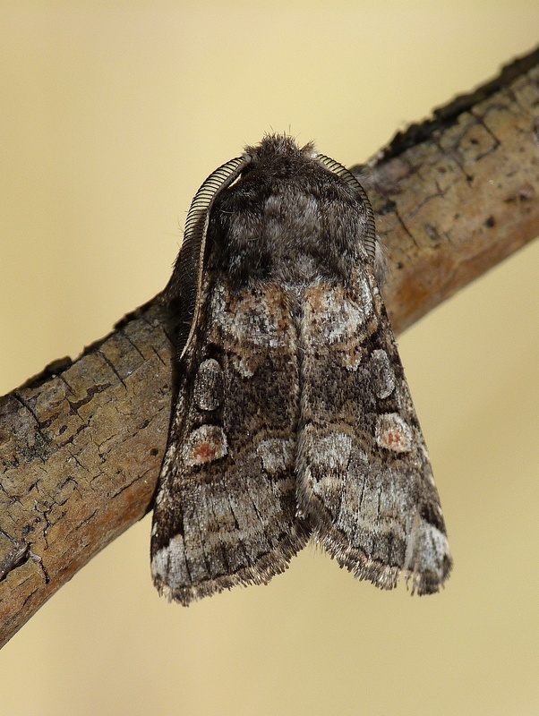 mora jagavková Cleoceris scoriacea