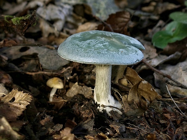 strmuľka anízová Clitocybe odora (Bull.) P. Kumm.