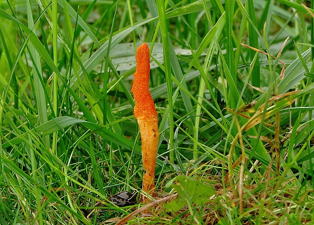 žezlovka hmyzová Cordyceps militaris (Fr.) Link