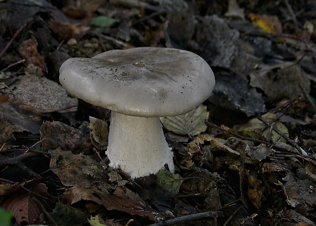 hodvábnica veľká Entoloma sinuatum (Bull.) P. Kumm.